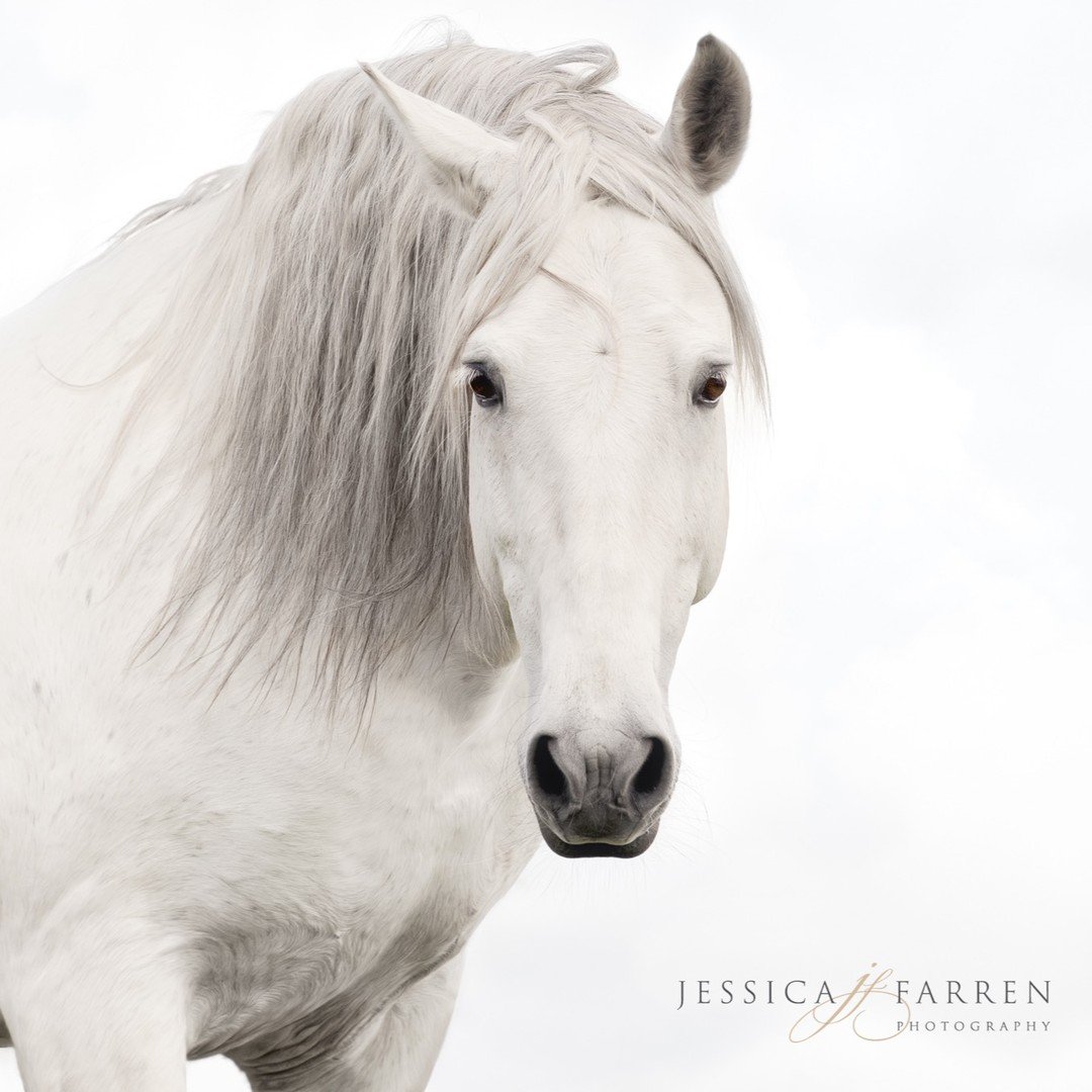 Photographing this stallion takes my breath away, PRE Stallion Nautico AK. Excited to have him as one of the equine models for my photography workshop happening on May 5th in Maple Valley, WA. Only 2 spots left!!. link in bio to sign up. 
.
.
.
#phot