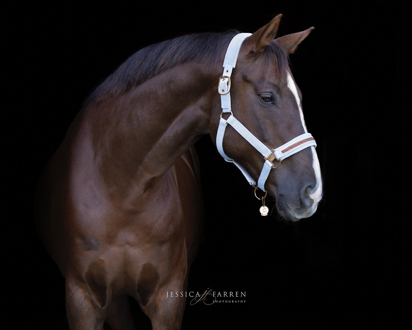 Chocolate and powder blue halter? Yes please!! Oldenburg Batavio looked perfect in his @pikeur_eskadron halter for his portrait session. 

#equestrianstyle #equestrianphotography #equestrianphotographer #equinephotographer #equinephotography #equestr