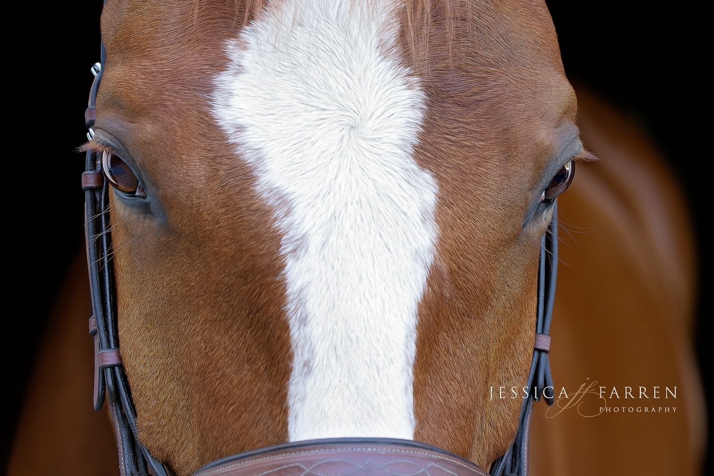 It&rsquo;s all in the eyes!! Listo&rsquo;s owner wanted close up detail shots of her gorgeous Canadian Warmblood. 

#equinephotographer #equestrianphotography #equinephotography #equestrianphotographer  #canadianwarmblood #horseeye #canonr5mkii #equi
