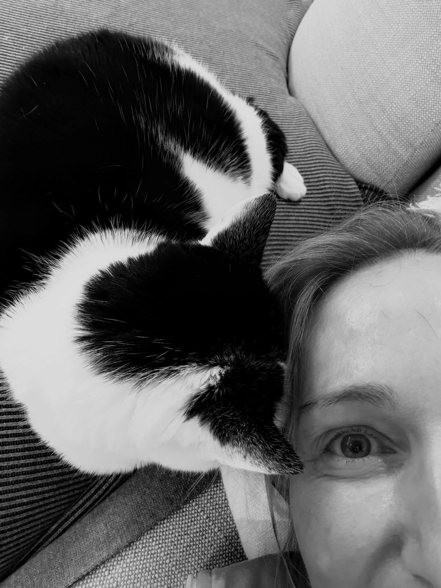 Waiting for my heart medication to kick in.
💜
Somehow I&rsquo;ve developed a heart arrhythmia - but no worries as the best medicine is actually a furry friend who knows when something&rsquo;s up and cuddles in 💜 
Can&rsquo;t go very far but hey&hel