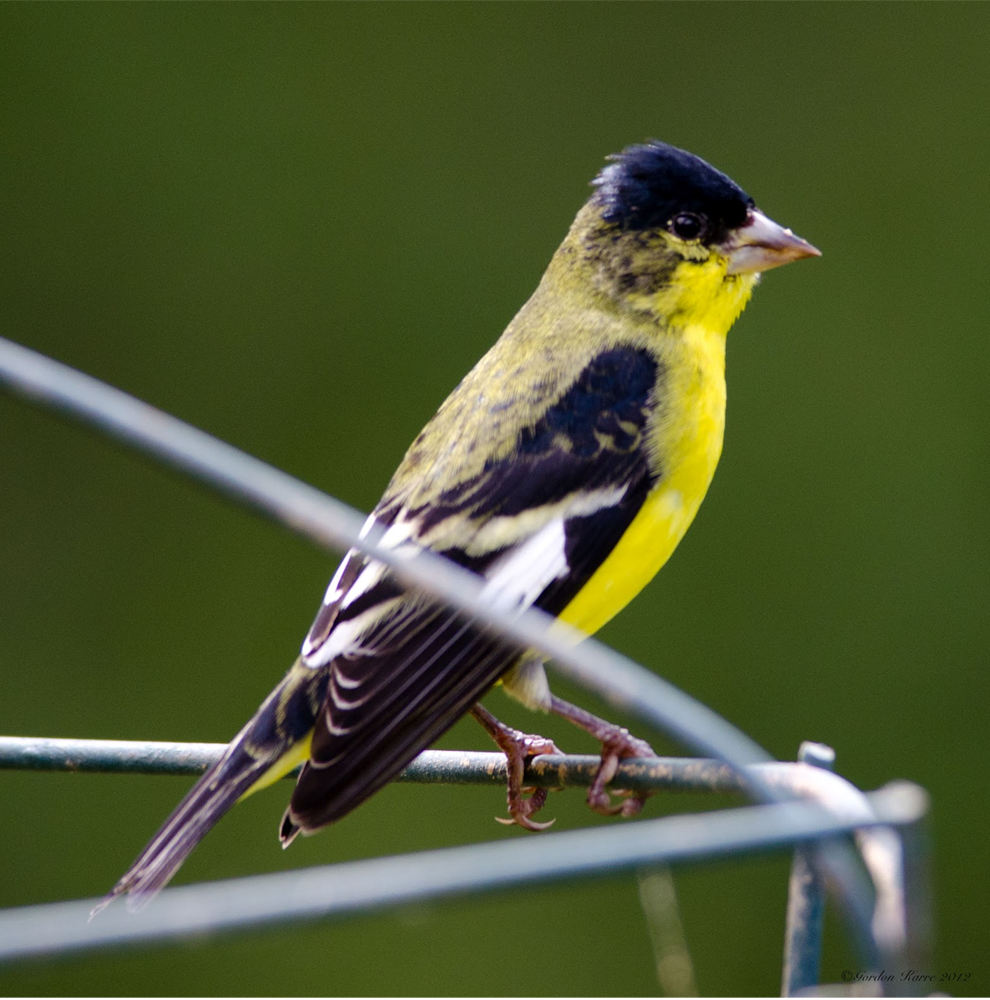 bird-5.png