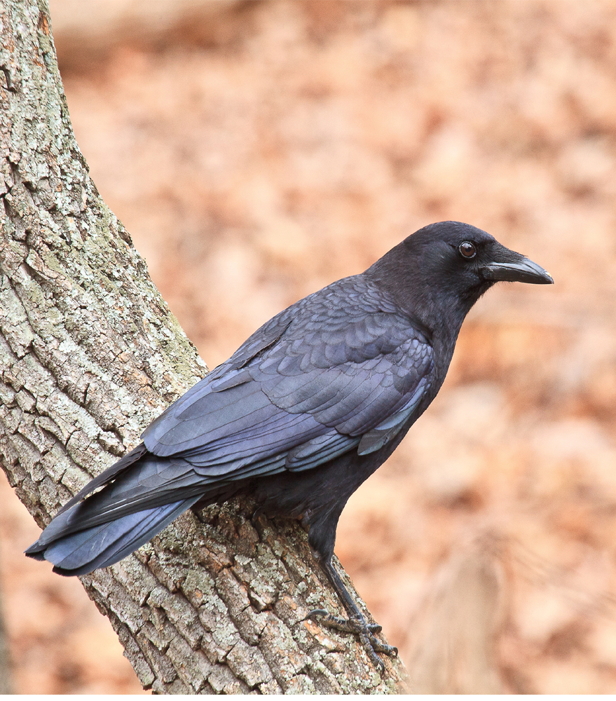 bird-9.png