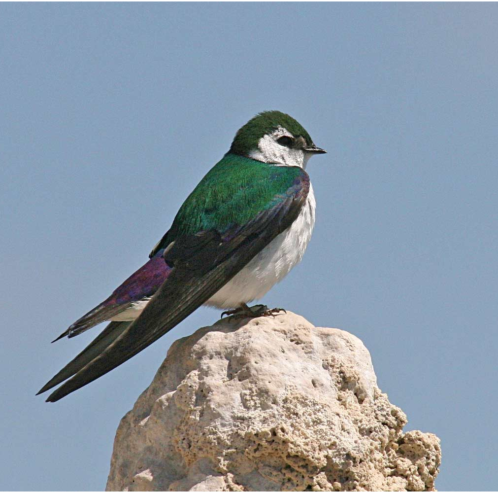 bird-15.png