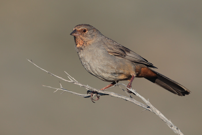 bird-18.png