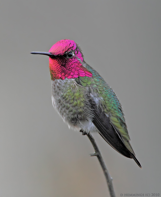 bird-19.png