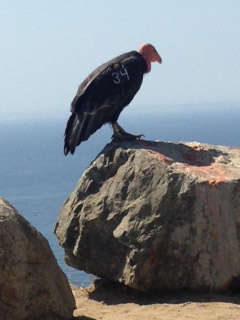 condor-1.jpg