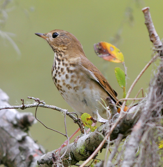 hermit thrush.jpg