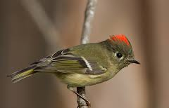 rc kinglet-m.png