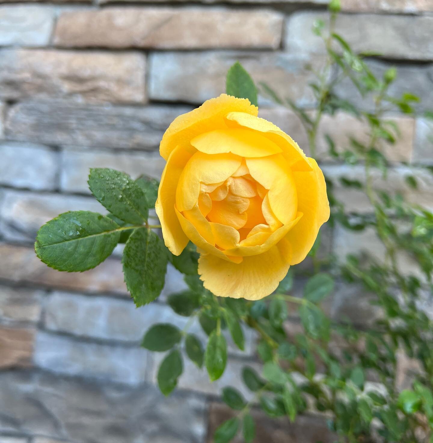 Stopping to smell the roses on our way to breakfast 💛☀️ @david_austin_roses #ladyofshalott
.
.
.
#gardengoals
#carmelbythesea 
#bedandbreakfast
#heirloomroses