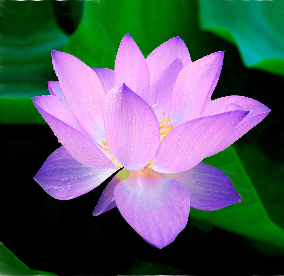Top-20-lotus-flower-Free-images-Hd-Download-18 copy.jpeg