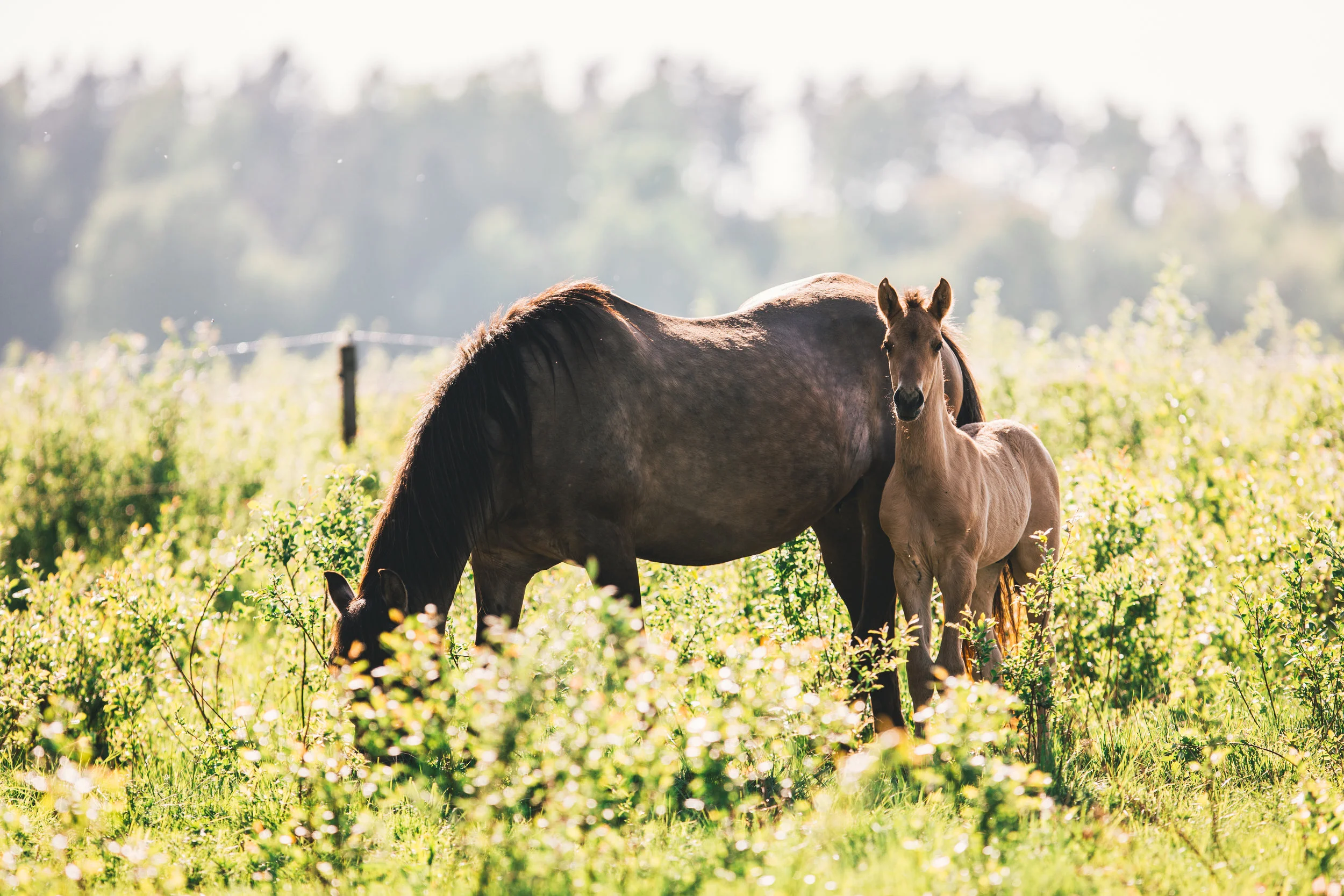 Foal #1