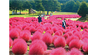 美しいコキアを堪能できる、花の駅ひるがの高原「コキアパーク」。四季折々の植物が見られ、親子でゆっくりと散歩するのにおすすめ