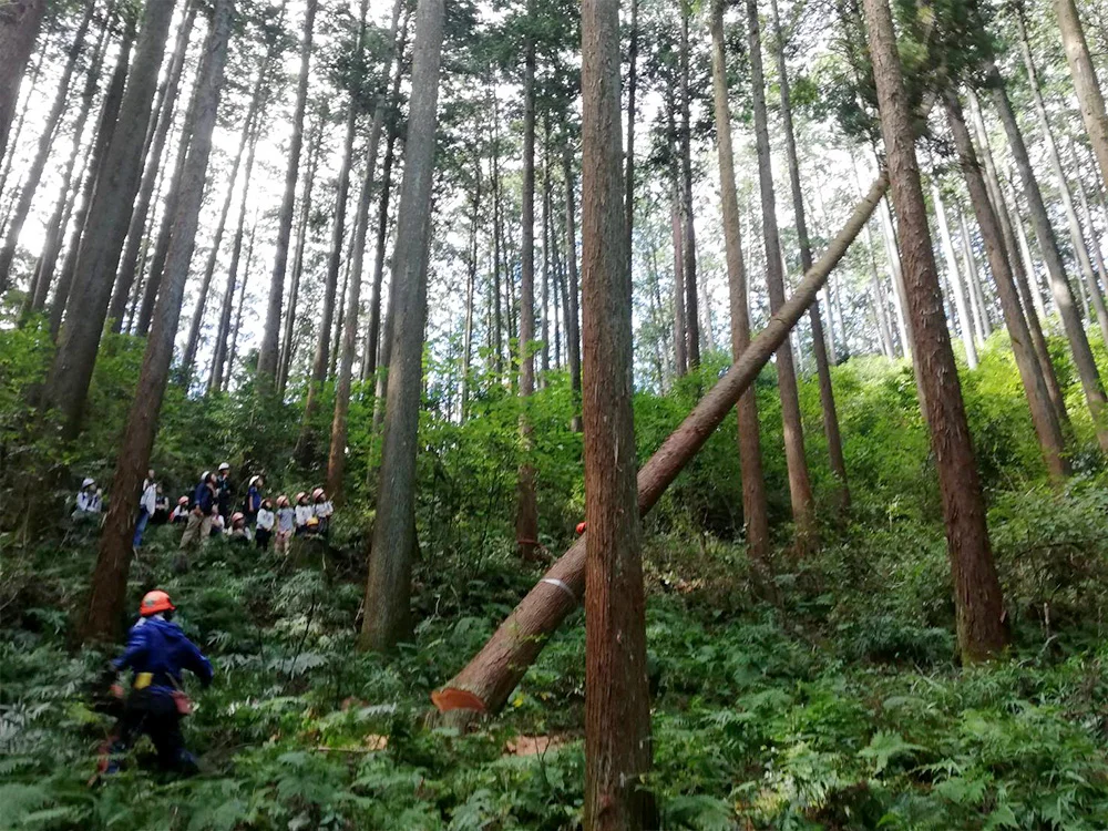 倒れる瞬間をなんとかパチリ!