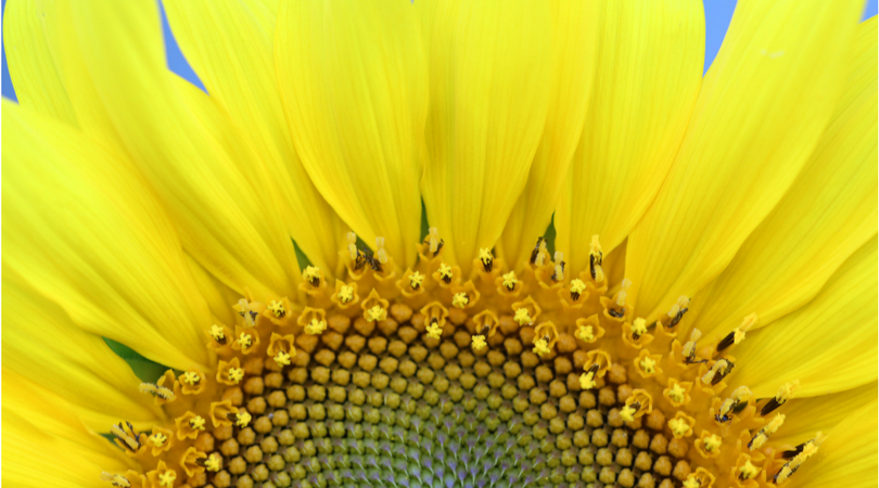 sunflower.png
