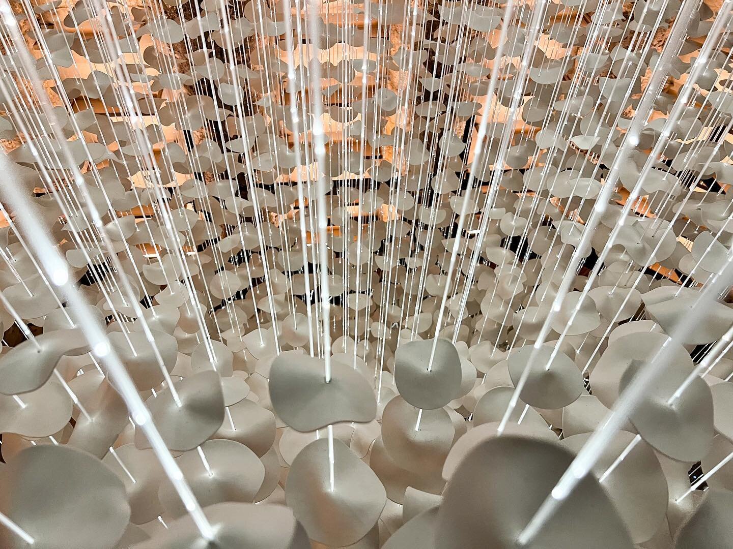 ⁣
Incorporating light into my suspended installations can be achieved in a multitude of ways to create an aesthetic which is striking yet still gentle, creating an ethereal sense within the porcelain. ⁣
⁣
#artcommission #fineart #suspendedinstallatio