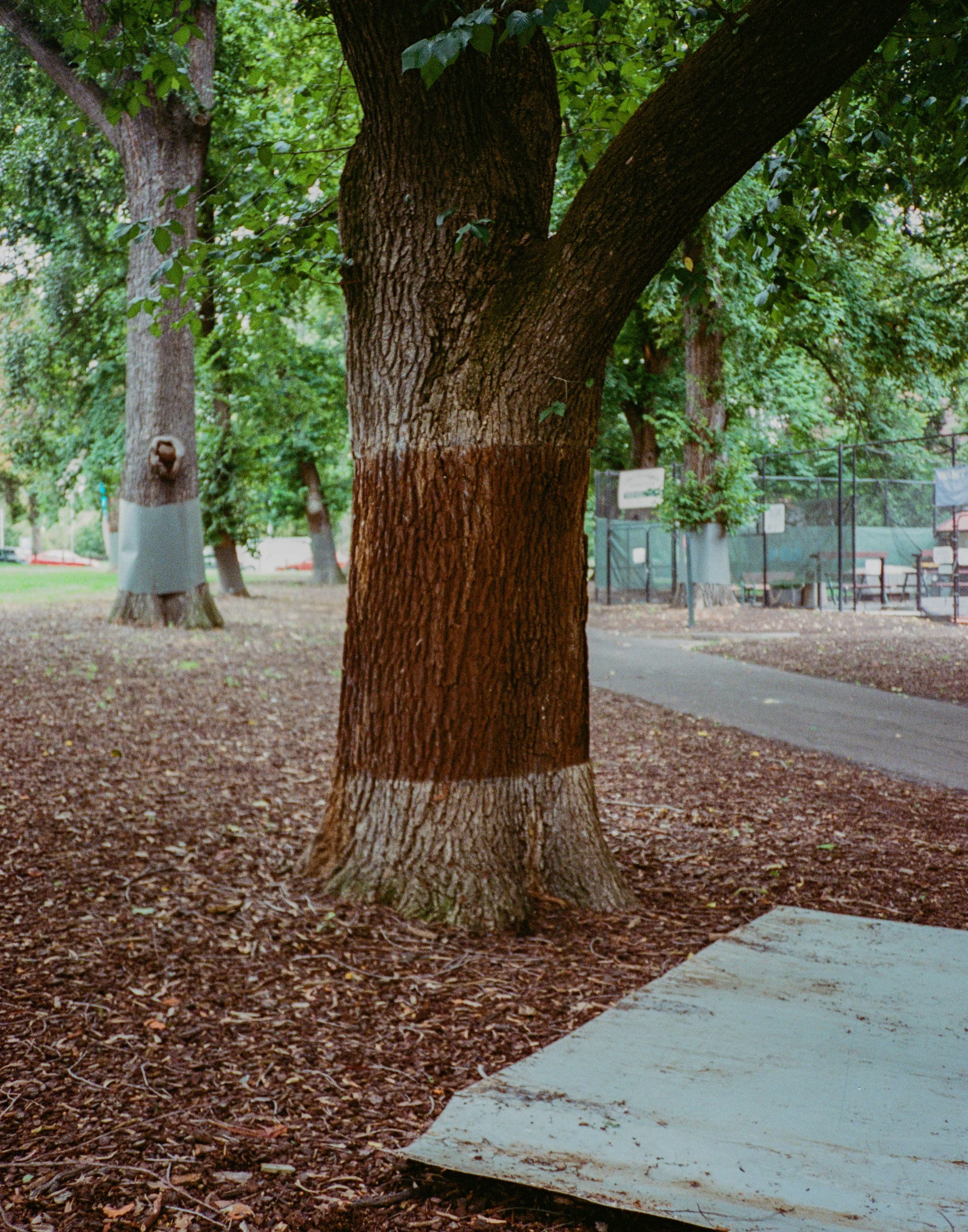Gracie Edwards, City gardens.jpg