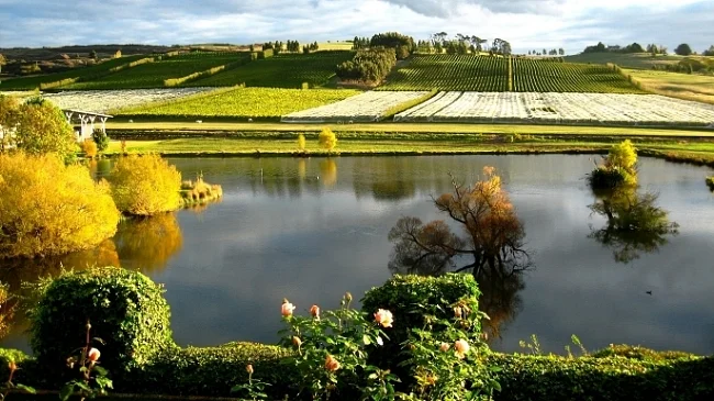 Tasmania Wine Region