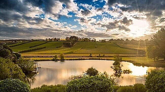 Josef Chromy vineyard is gorgeous. A treat for the eyes and taste buds.