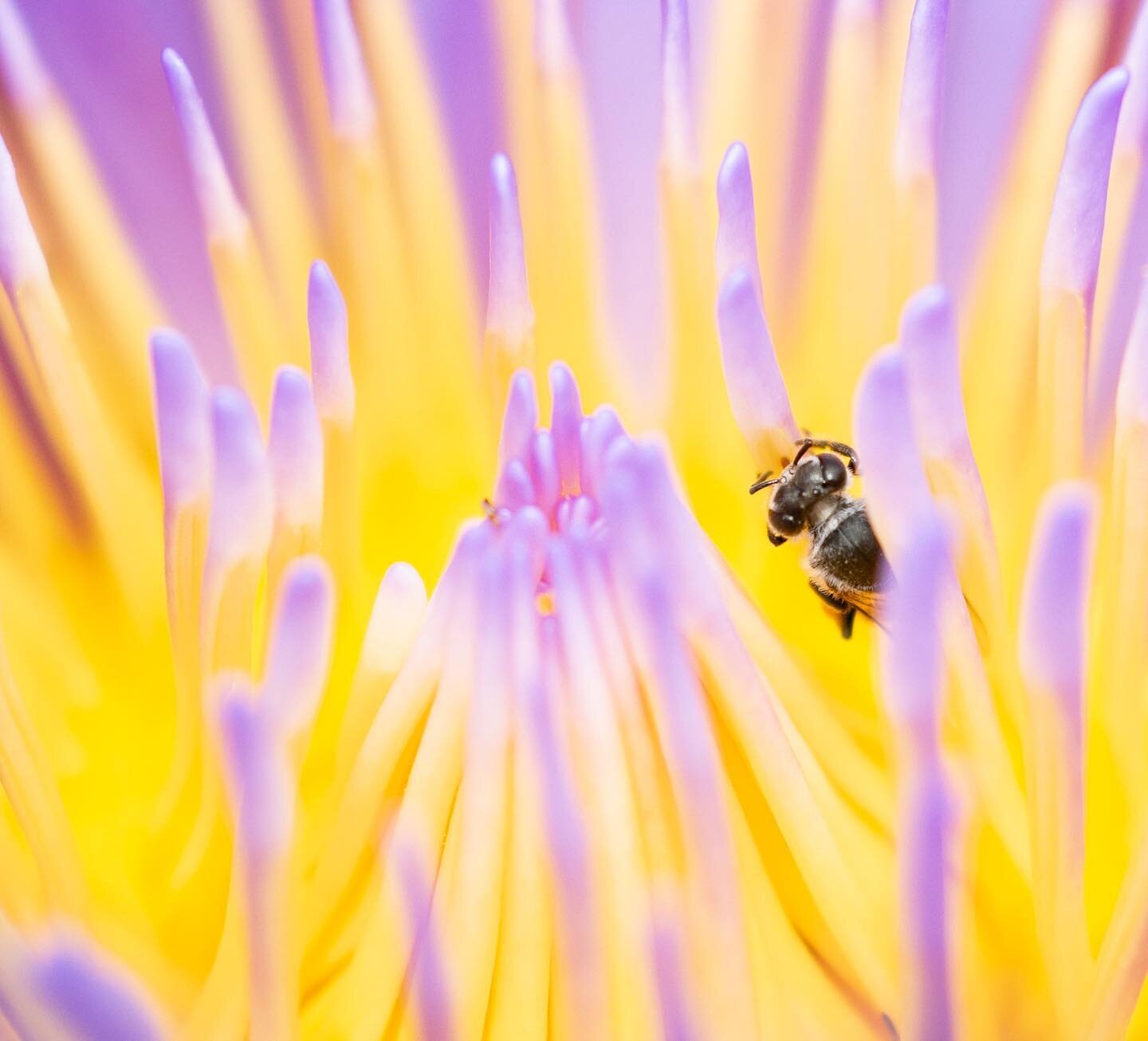 #WorldBeeDay #LeicaQ2 Bee on a water lily stamen, Singapore, 2019. Bees are fundamental for the health of ecosystems and food security. They help maintain biodiversity and ensure the production of nutritious food. However, intensive monoculture produ