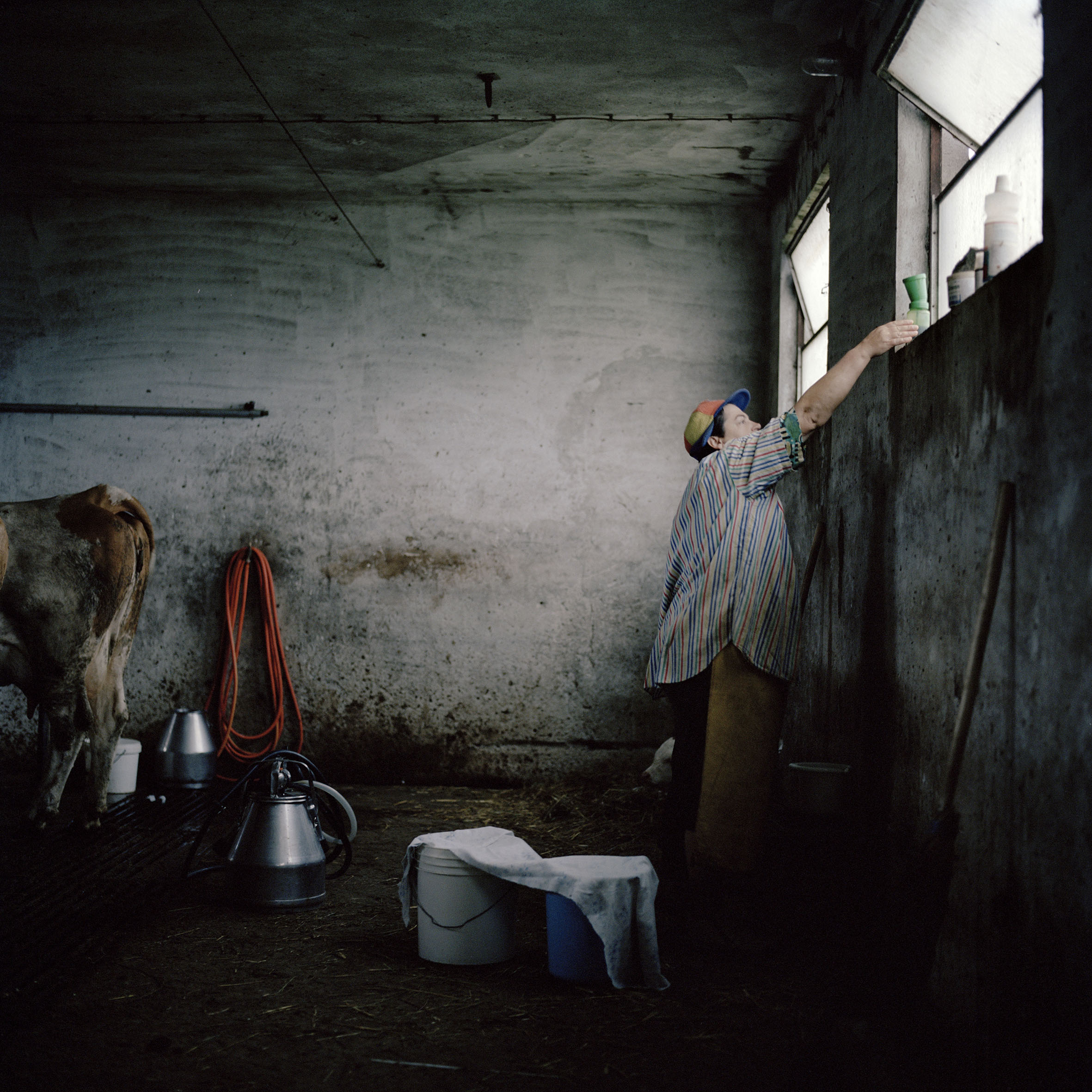  Janja Tisma rises at 6.30am to milk her cattle. Having fled Operation Storm Janja and her family returned to their farm in Tremusnjak, near the city of Sisak in 2001. Since returning they have not received any reconstruction grant. Despite such diff