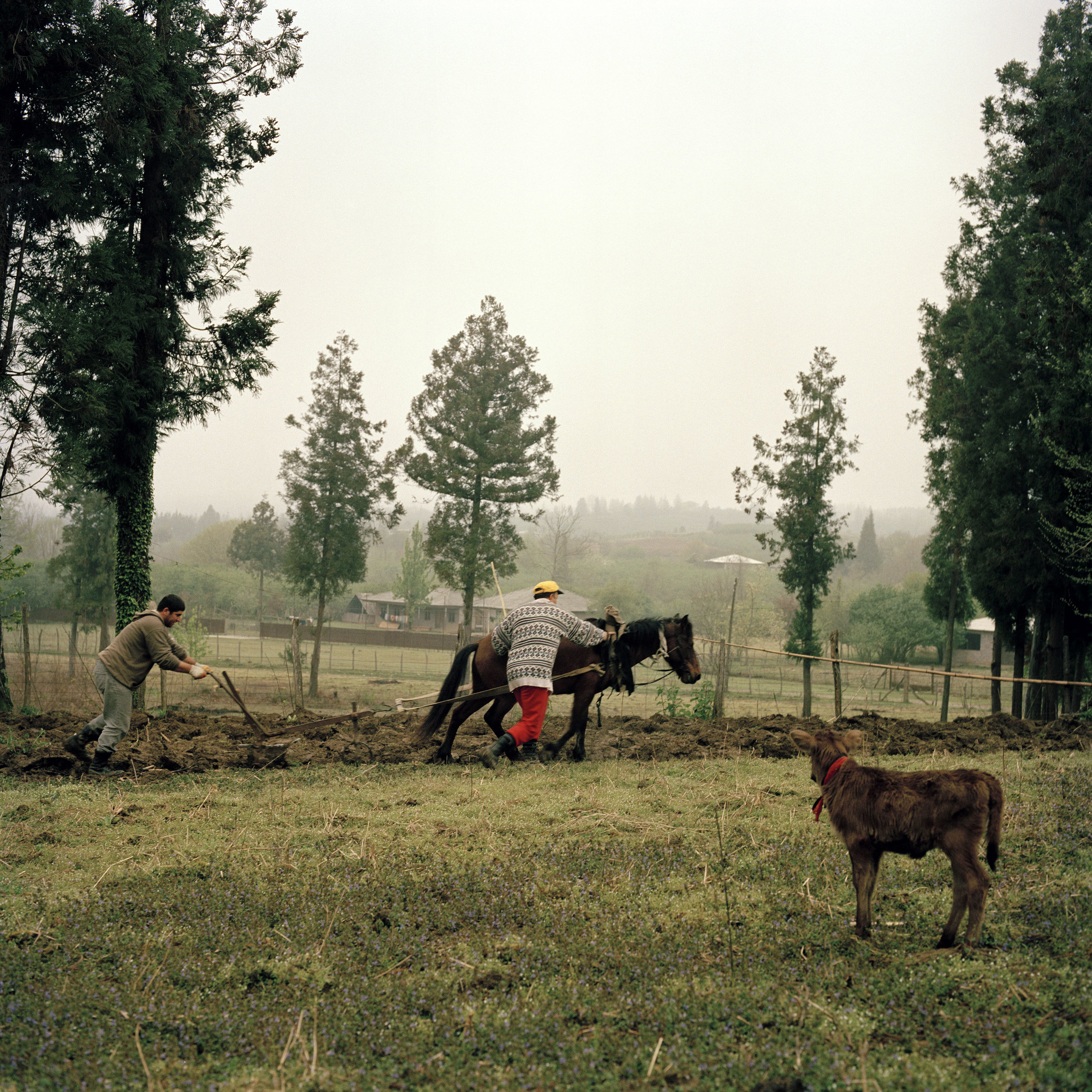 Georgian farmers in the village of Perwelli Gali plough their land before planting their spring crops.