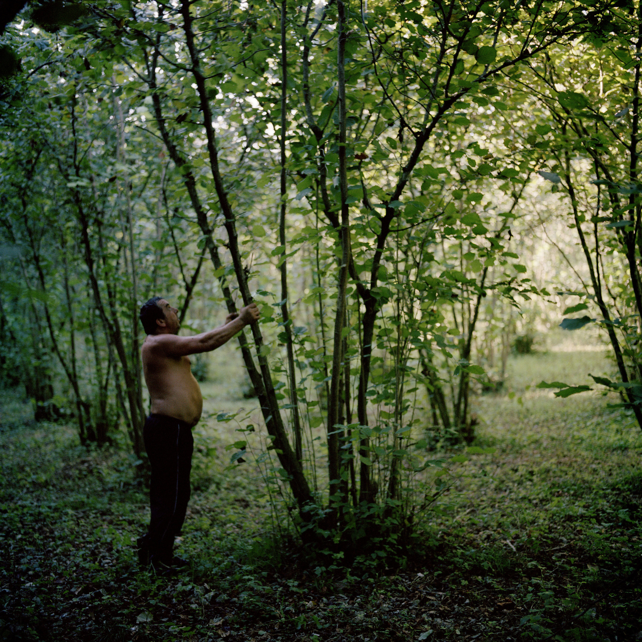 Mirab Lejava shakes the branches of his hazelnut trees, so that the nuts fall down and can be collected by hand. Gali and its Georgian Mingrelian inhabitants are renowned for their hazelnuts, which fetch very high prices in both Georgia and Russia.