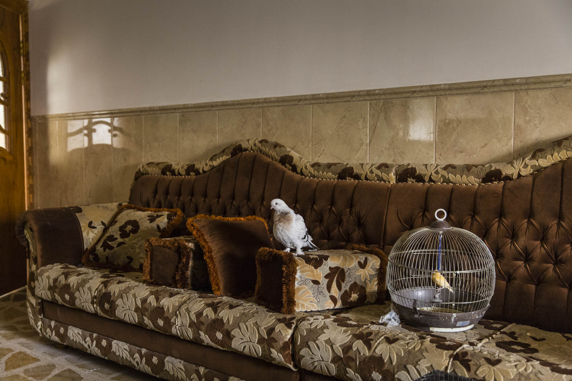  A homing pigeon and a canary bird rescued by Iraqi special forces soldiers sat on the couch of a deserted house in the Rifai neighbourhood of west Mosul. Iraq - May 2017 