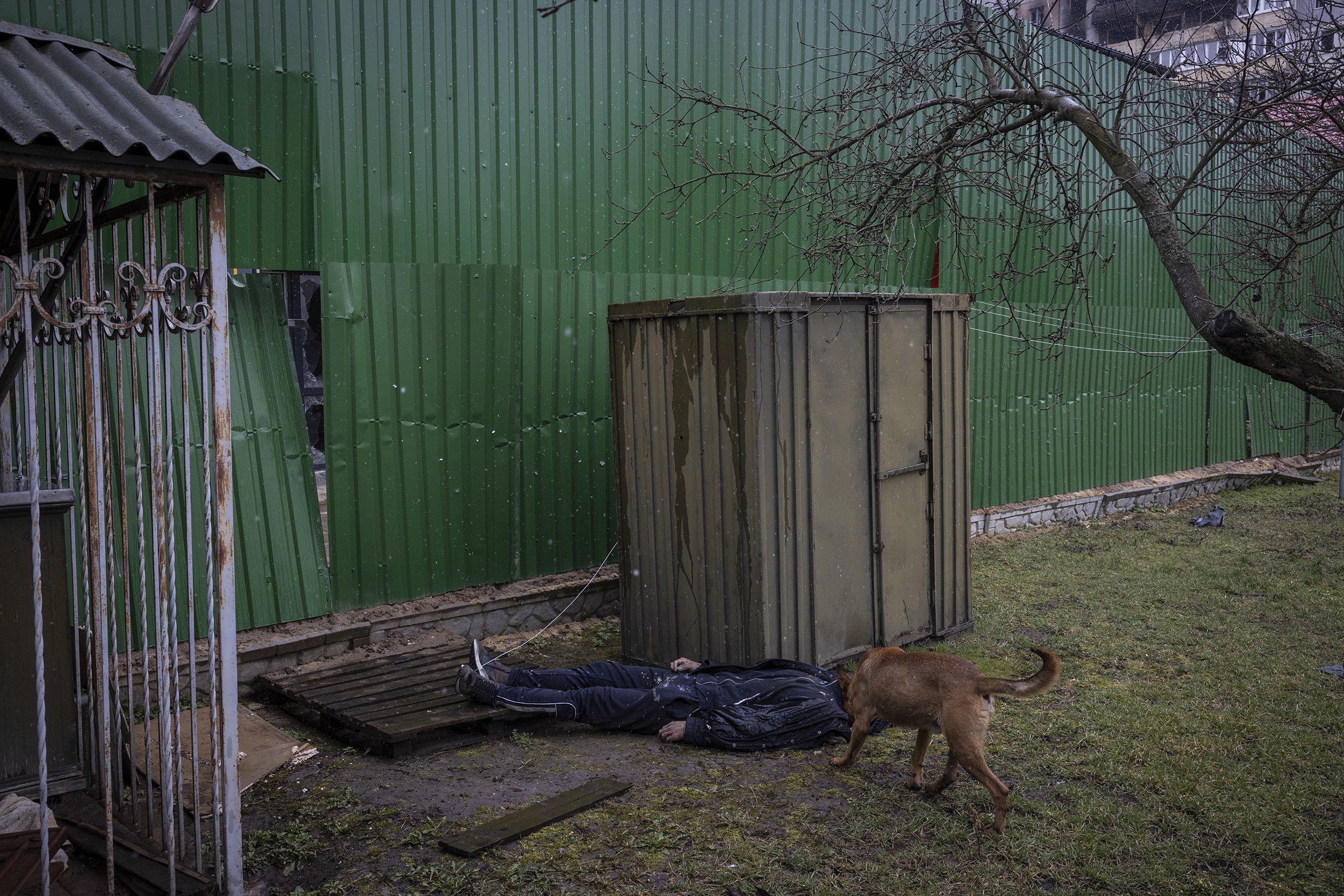  A dog sniffed the body of a man that lay in the back garden of a house in Bucha. It was unclear who he was but a local man claimed it was the body of Russian soldier who had changed into civilian clothing in order to try and escape. April, 2022. 