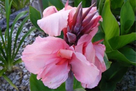 Shell pink canna lily dwarf Gnome.jpg