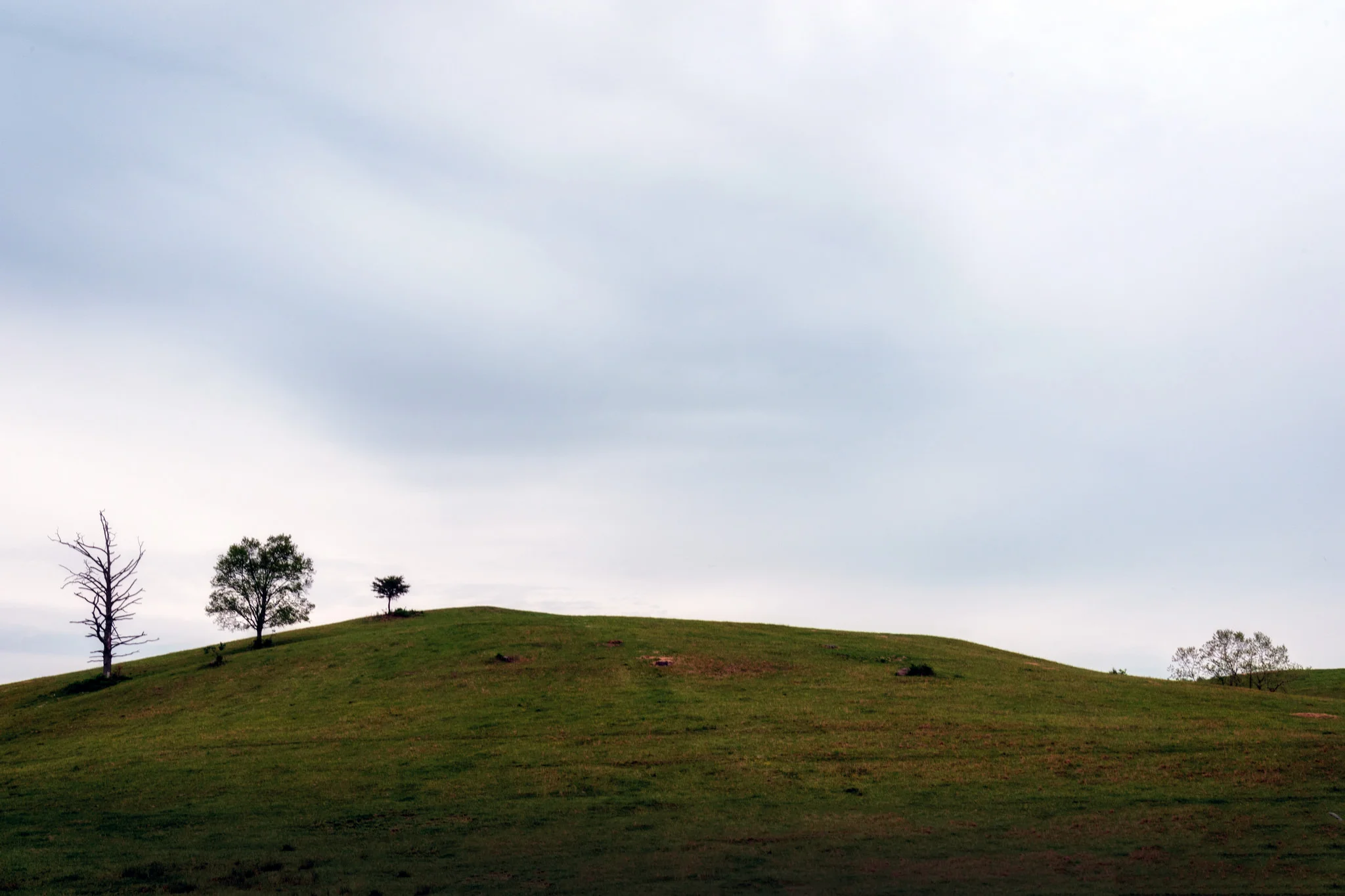 Three trees and a shrub, Dyke Virginia
