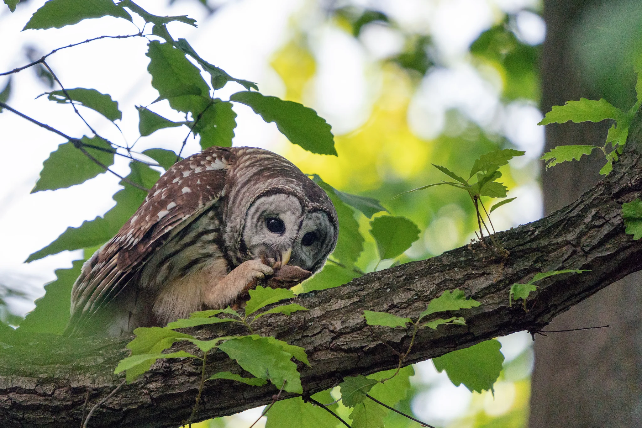 A Barred Owl with a freshly caught chipmunk near the Nature Center in Rock Creek Park, Washington DC