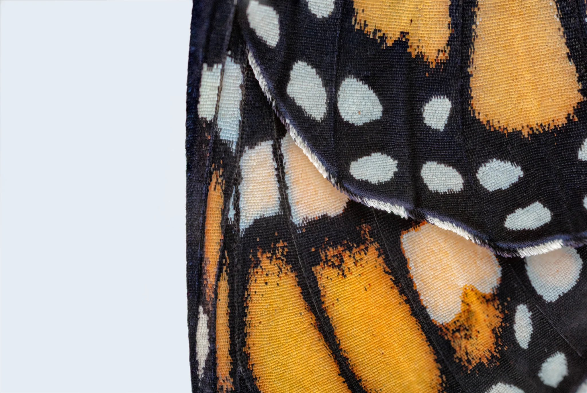 Monarch wing macro