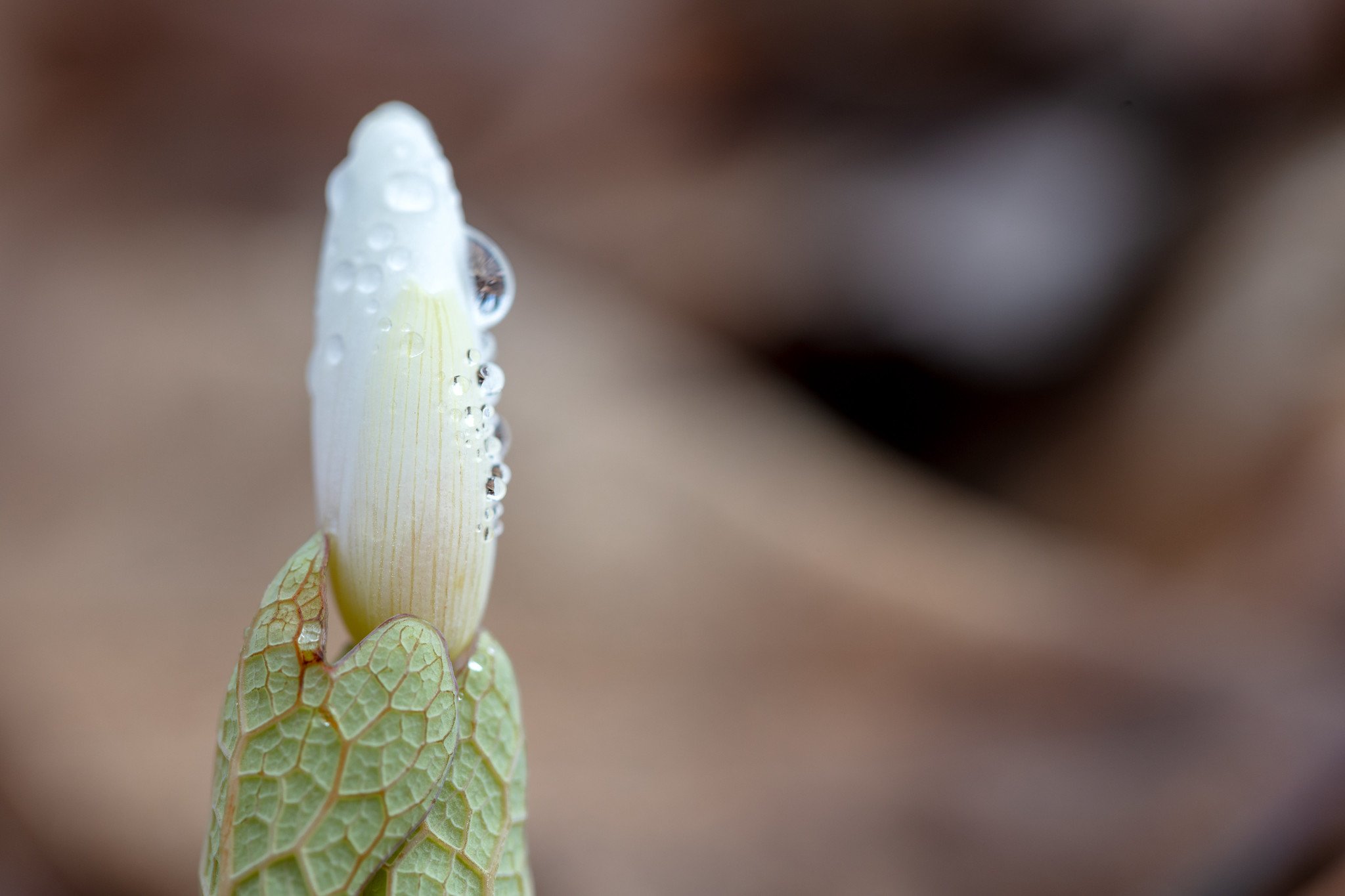 Bloodroot wildflower bud with raindrops in Aitkin County, Minnesota