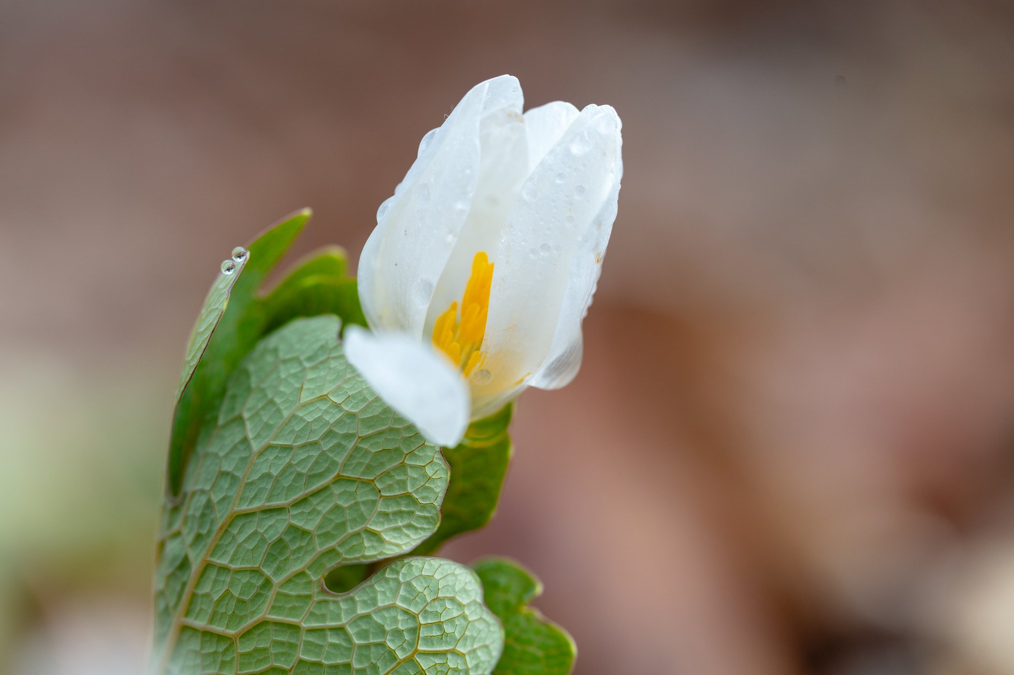 Bloodroot wildflower in Aitkin County, Minnesota