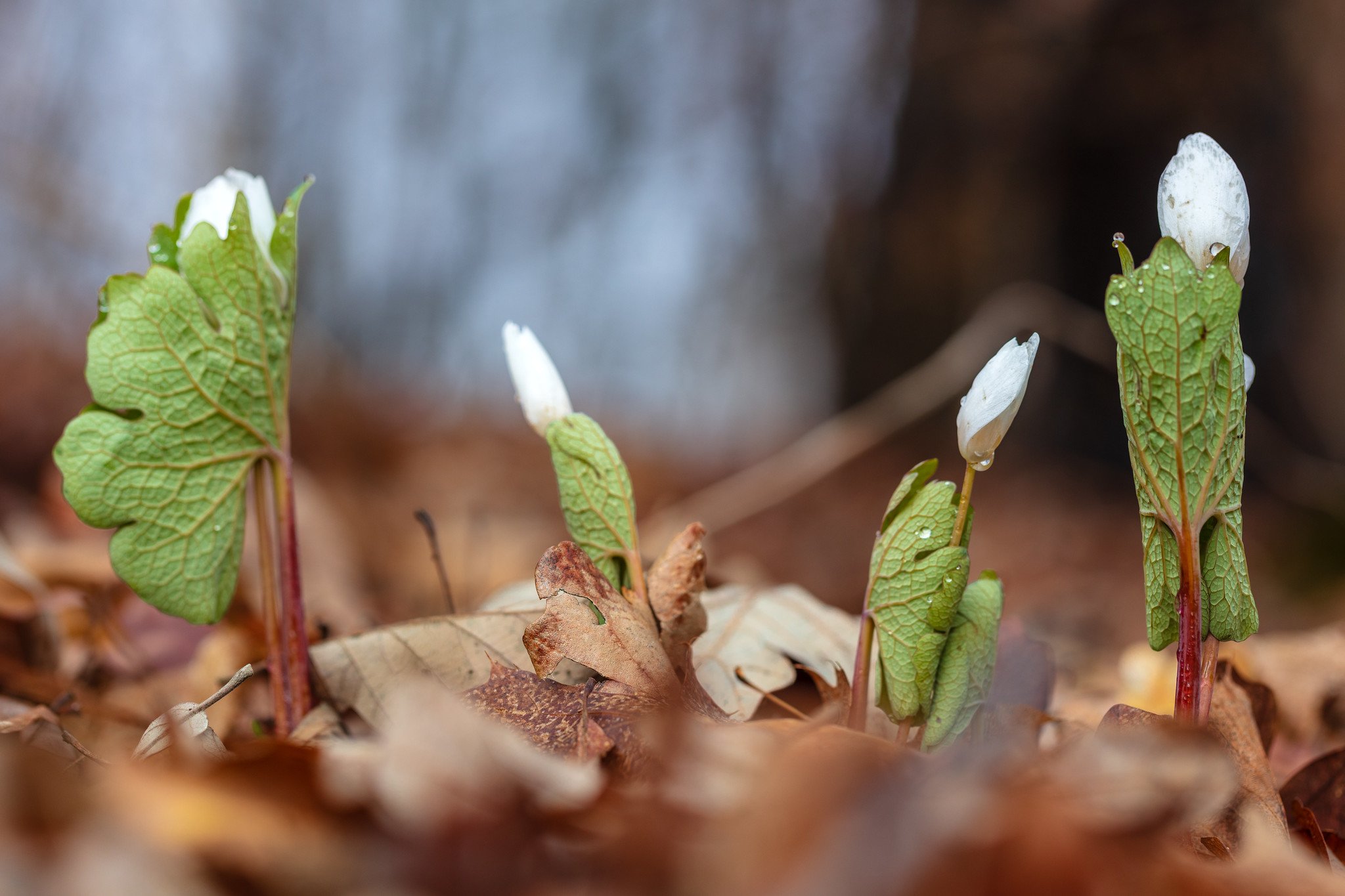 Bloodroot wildflowers in Aitkin County, Minnesota
