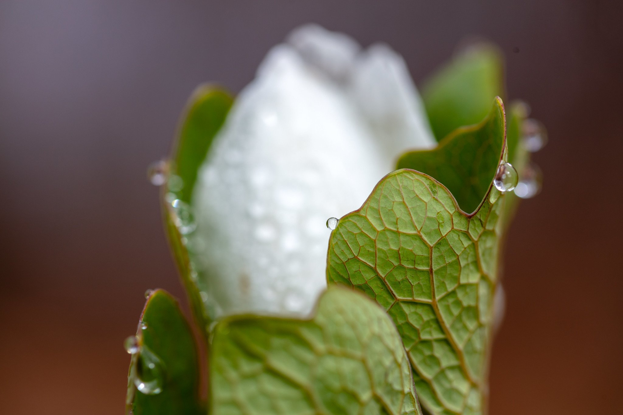 Closeup of a Bloodroot wildflower leaf with raindrops in Aitkin County, Minnesota