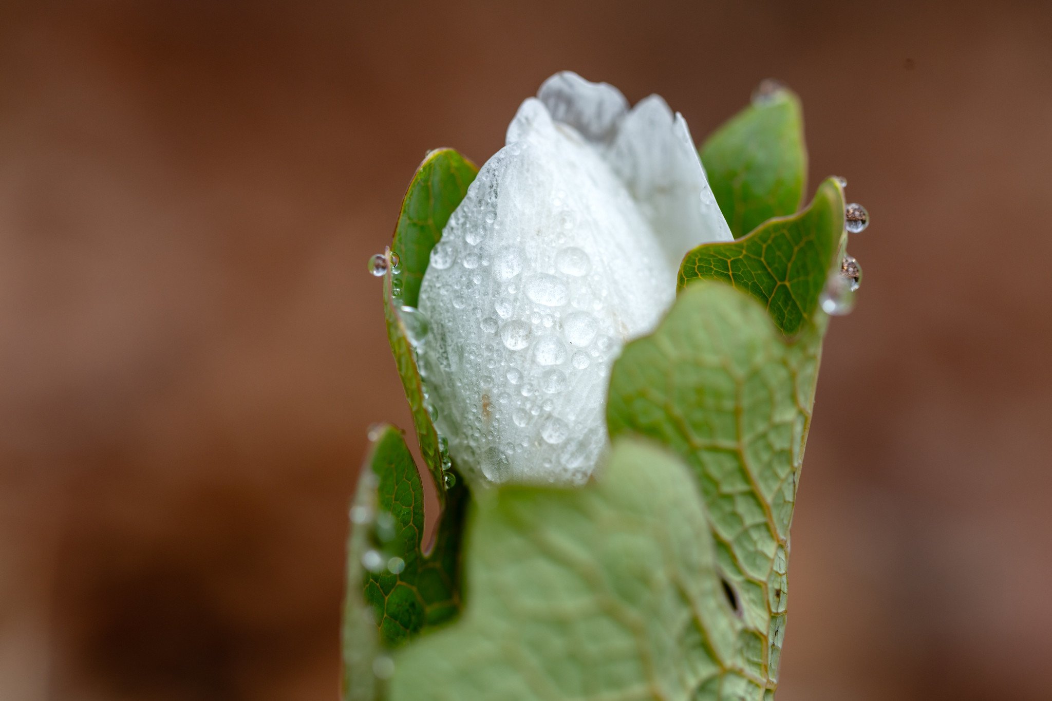 Bloodroot with raindrops in Aitkin County, Minnesota