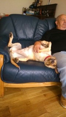 Moose the Mastiff relaxing on his holiday