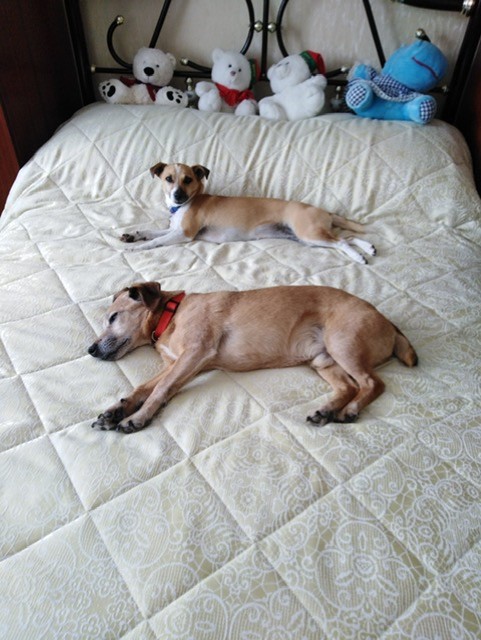 Zeek and Sandy on the bed.jpg