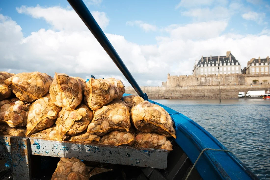 coquilles saint Jacques - pêche à Saint Malo - Alice Bertrand photographe Bretagne