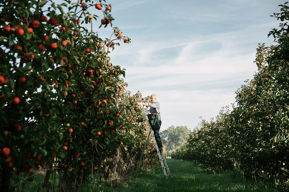 photographie vergers et arbres fruitiers, récolte par Alice Bertrand