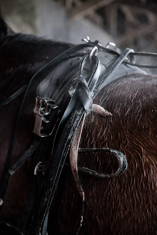 élevage de chevaux-agriculture par Alice Bertrand