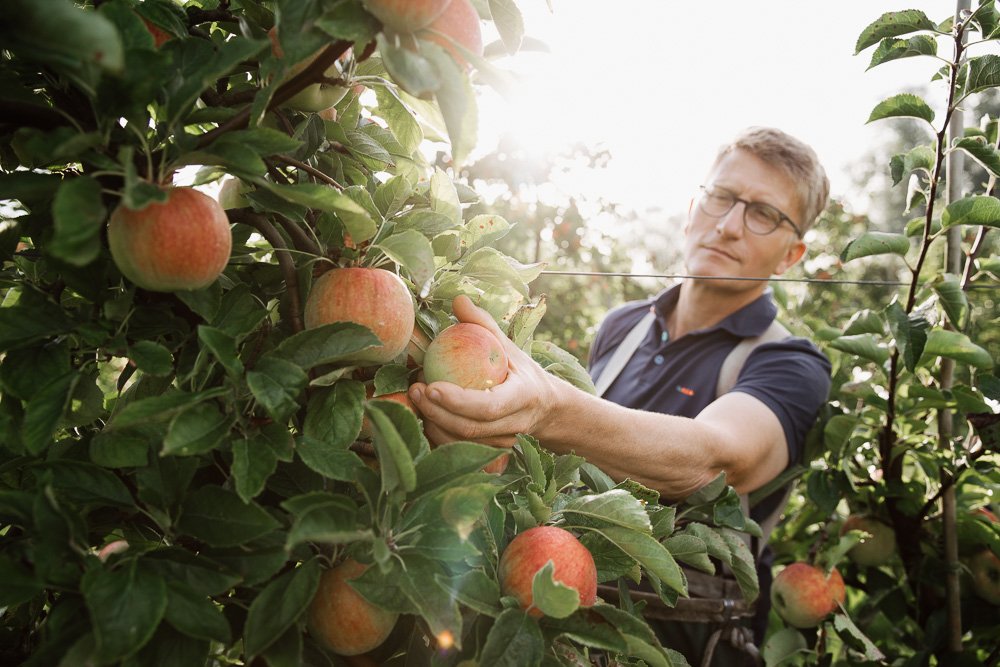 récolte - cueillette de pommes - Hauts de France - par Alice Bertrand