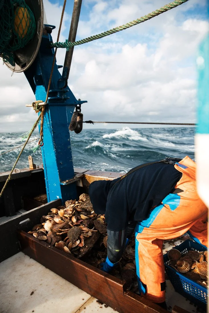 pêche à la coquille en baie de Saint Malo par Alice Bertrand