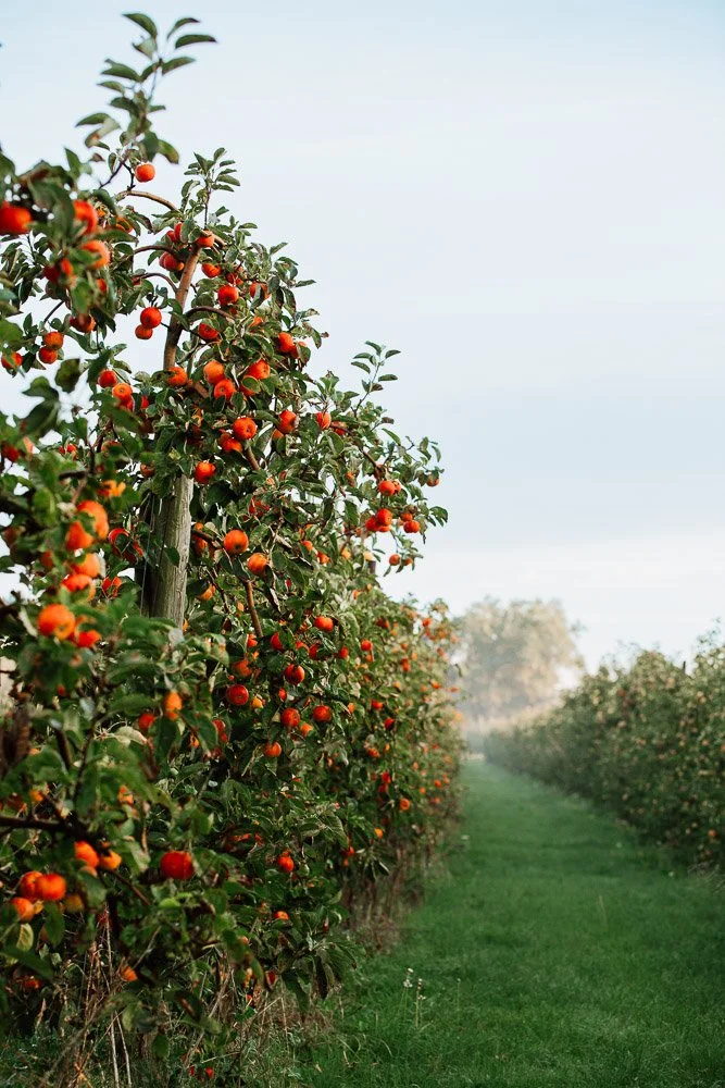 vergers de pommes rouge- Photographe agriculture par Alice Bertrand