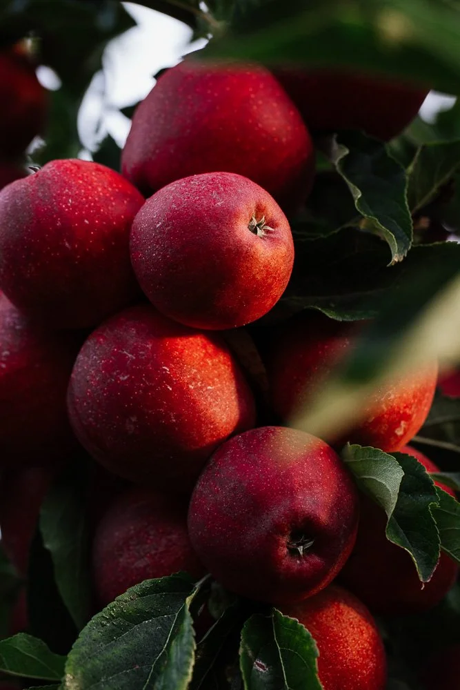 gros plans de pommes sur un arbre par Alice Bertrand - goute de rosée