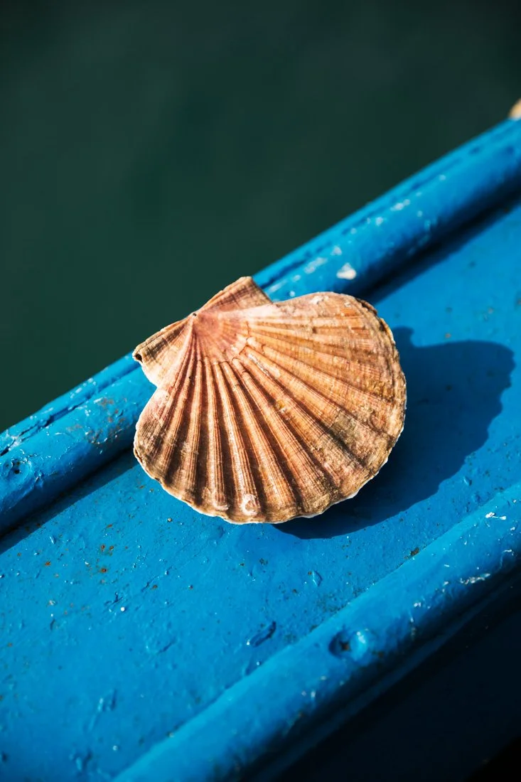 photographie pour vente directe de coquille saint Jacques par Alice Bertrand