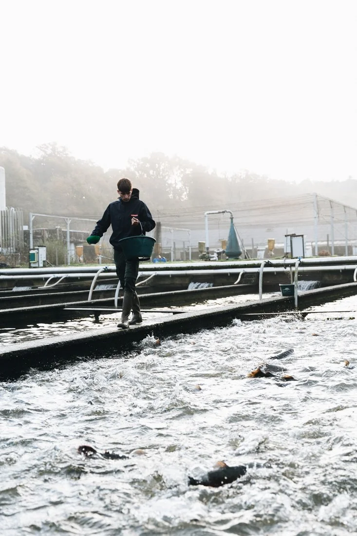 alimentation des truites en pisciculture par Alice Bertrand photographe