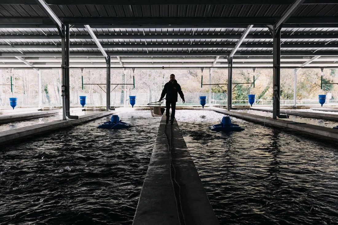 alimentation pisciculture
