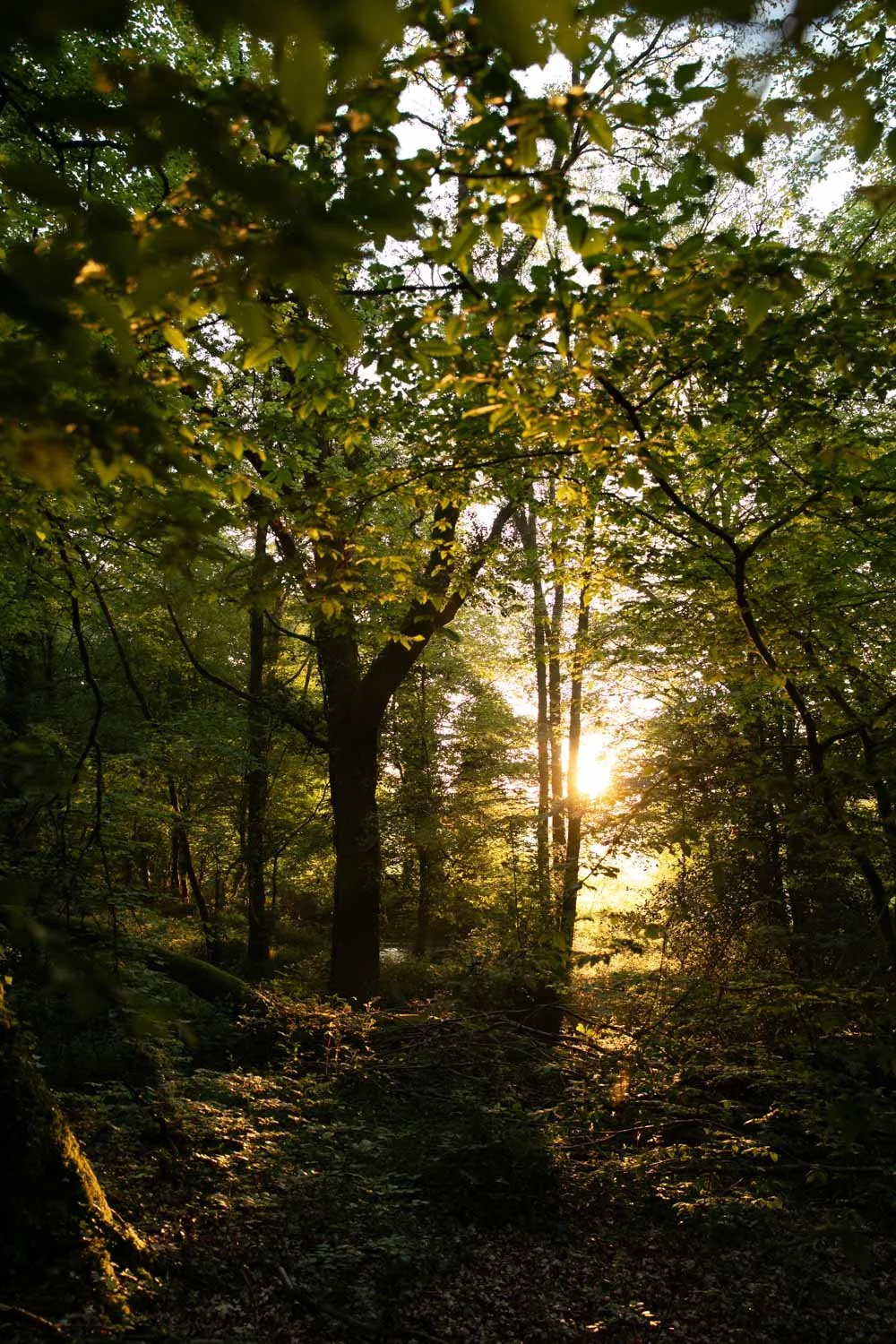 photographe foret de Brocéliande pour livre de recettes - Alice Bertrand